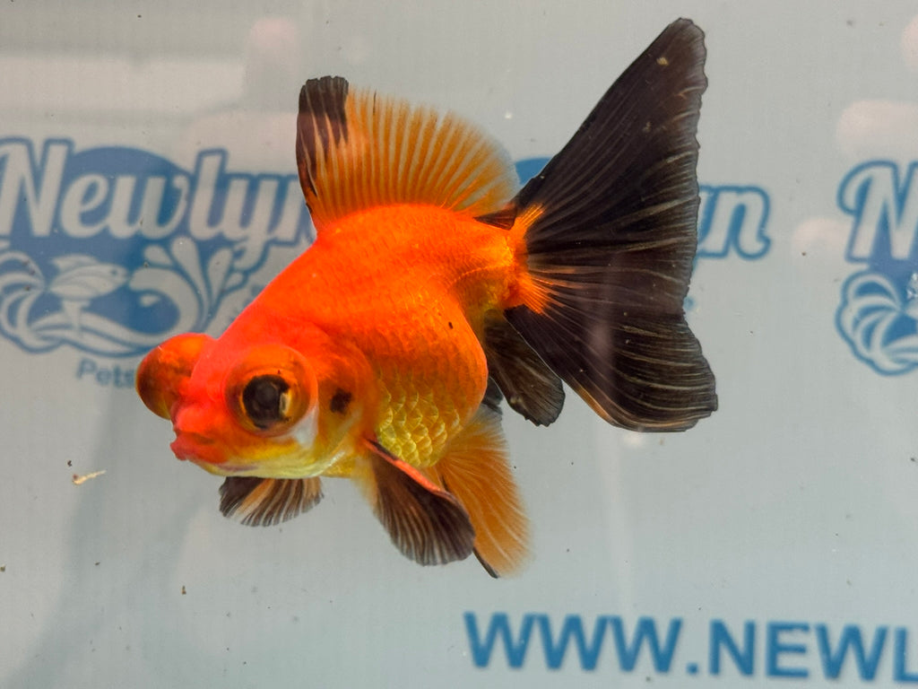 Red/Black Butterfly Moor 9cm Chinese Fancy Goldfish #3 Fish In The Photo