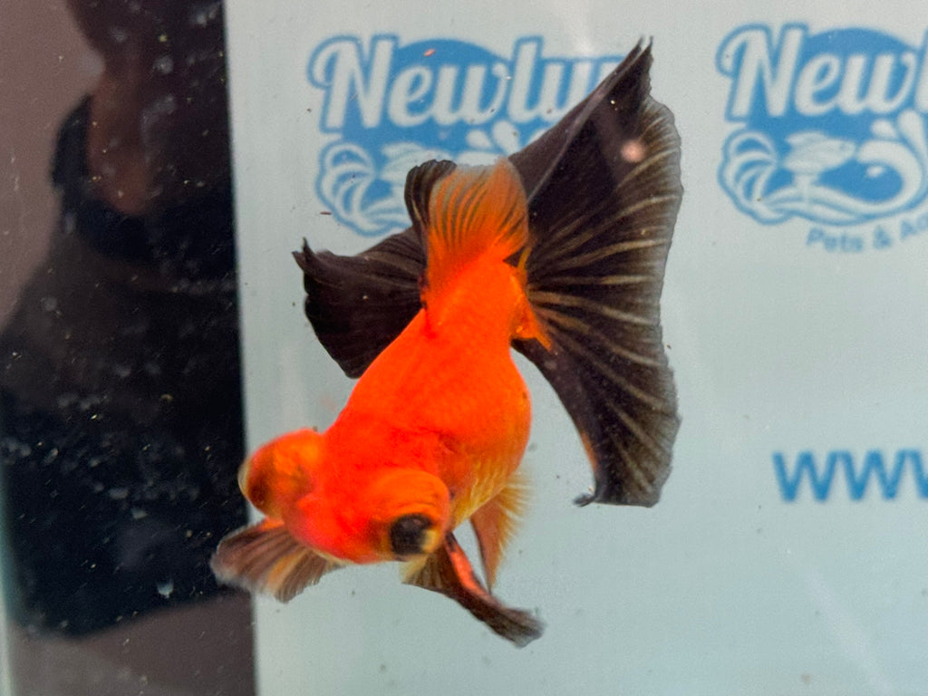 Red/Black Butterfly Moor 9cm Chinese Fancy Goldfish #3 Fish In The Photo