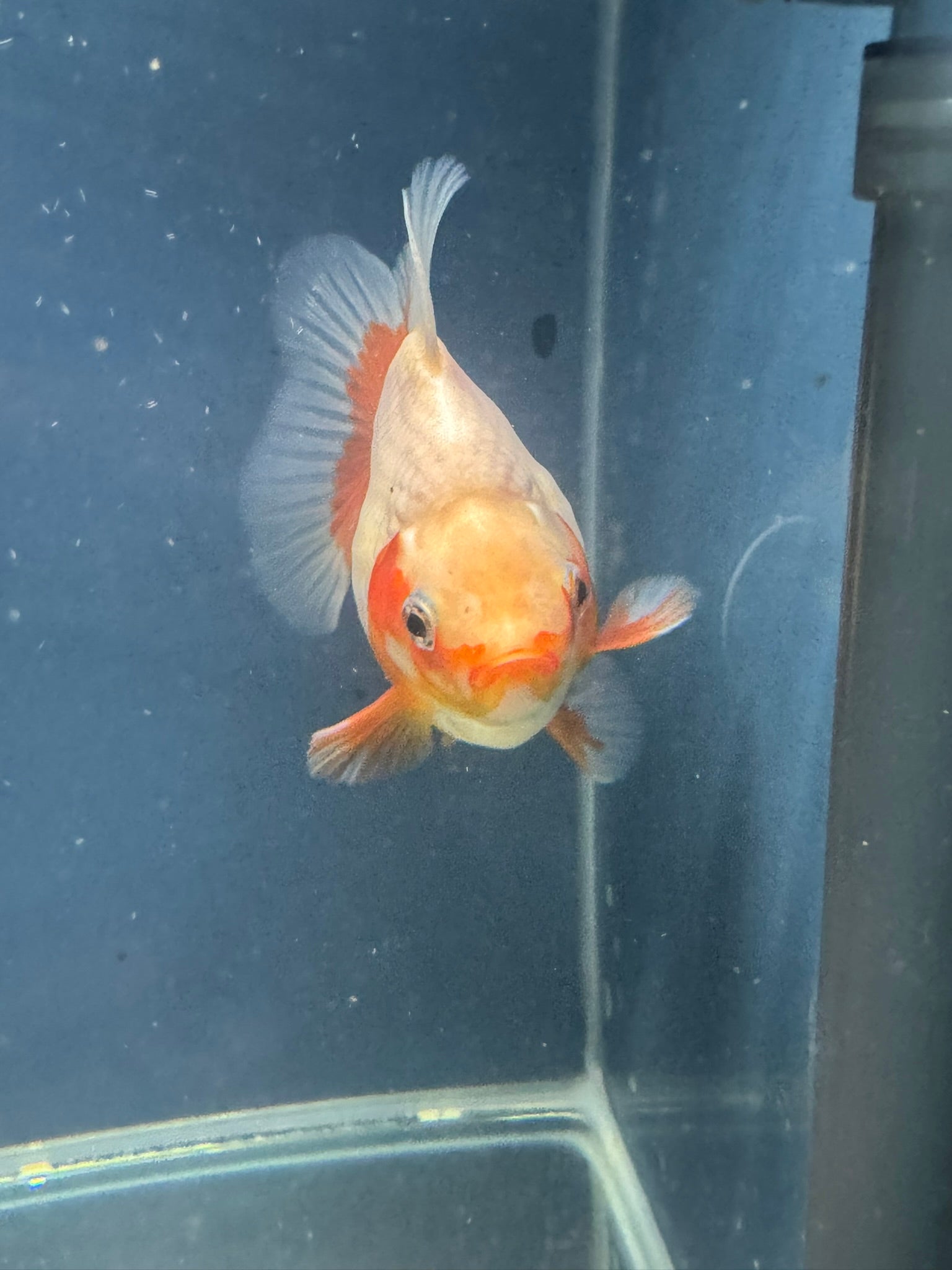 Short Tail Ryukin 12-13cm Chinese Fancy Goldfish (fish in photo)