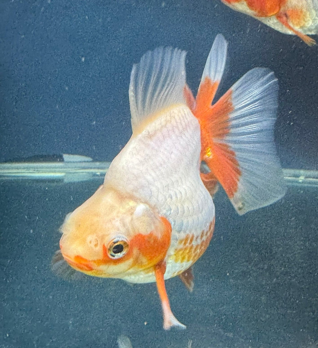 Short Tail Ryukin 12-13cm Chinese Fancy Goldfish (fish in photo)