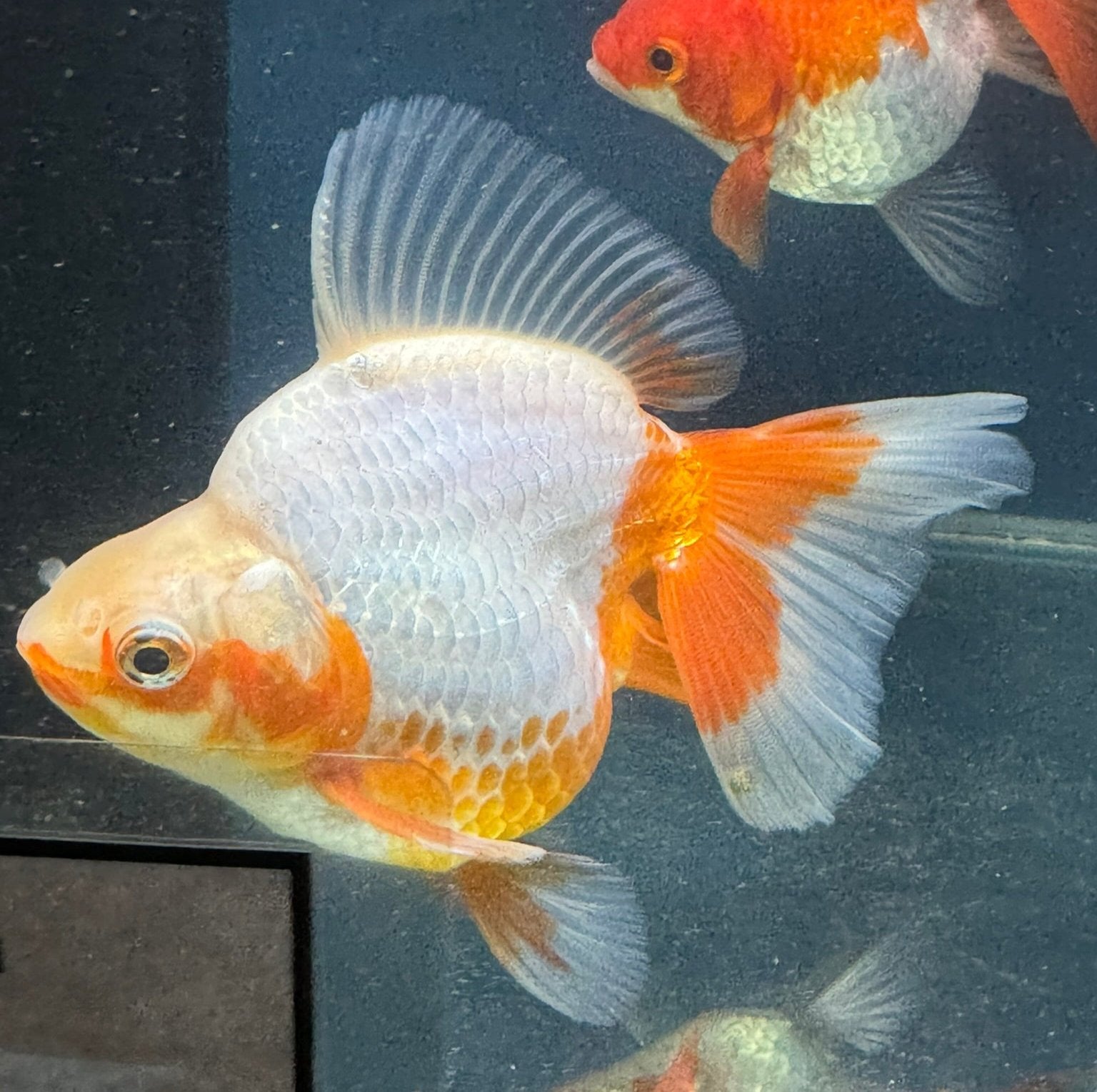 Short Tail Ryukin 12-13cm Chinese Fancy Goldfish (fish in photo)