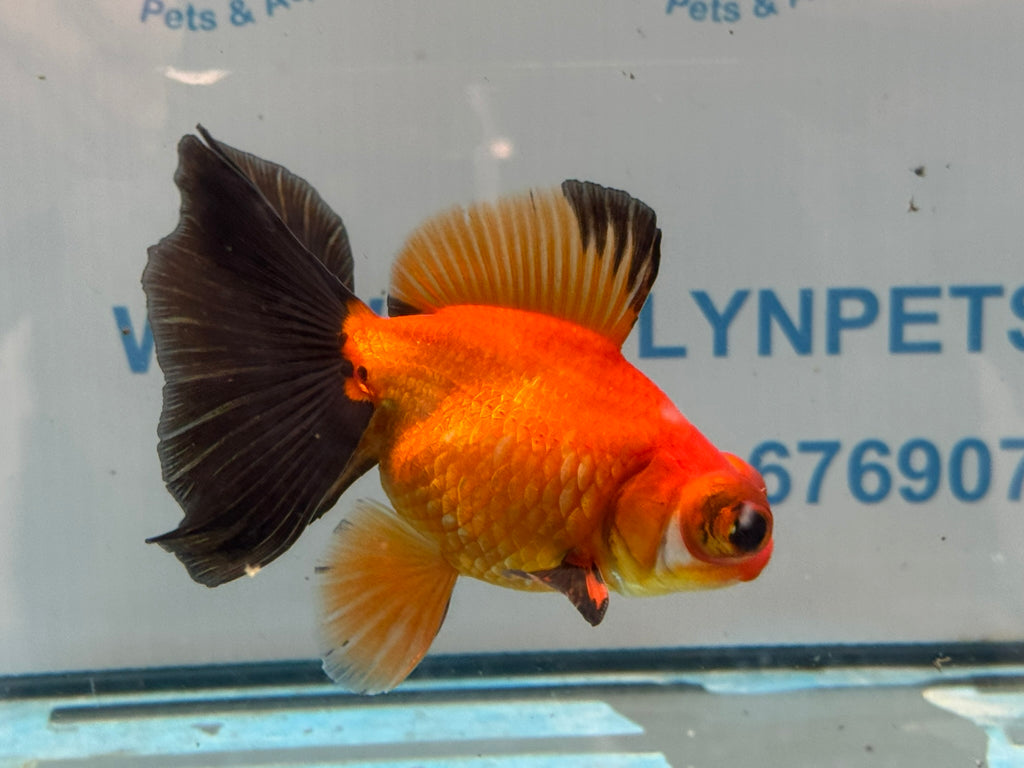 Red/Black Butterfly Moor 9cm Chinese Fancy Goldfish #3 Fish In The Photo