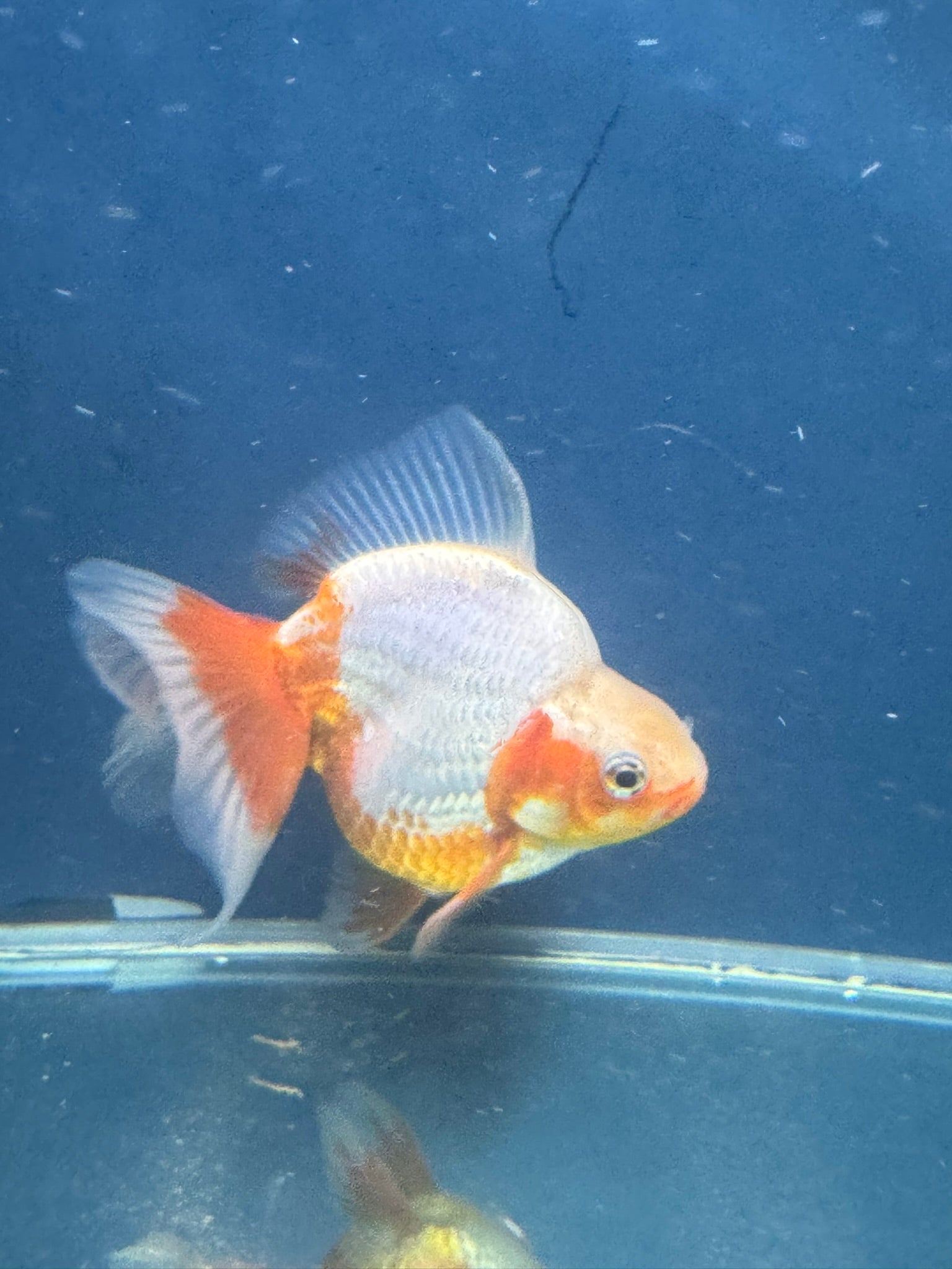 Short Tail Ryukin 12-13cm Chinese Fancy Goldfish (fish in photo)