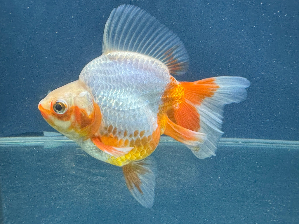 Short Tail Ryukin 12-13cm Chinese Fancy Goldfish (fish in photo)