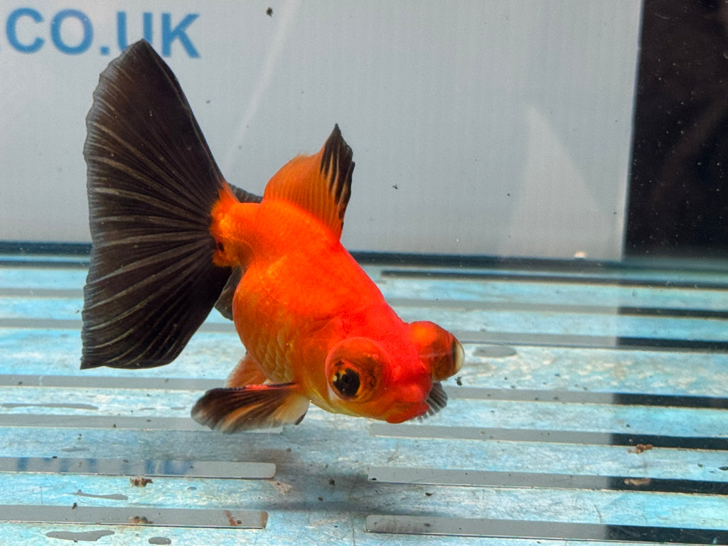 Red/Black Butterfly Moor 9cm Chinese Fancy Goldfish #3 Fish In The Photo