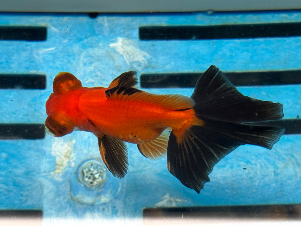 Red/Black Butterfly Moor 9cm Chinese Fancy Goldfish #3 Fish In The Photo