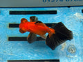 Red/Black Butterfly Moor 9cm Chinese Fancy Goldfish #3 Fish In The Photo