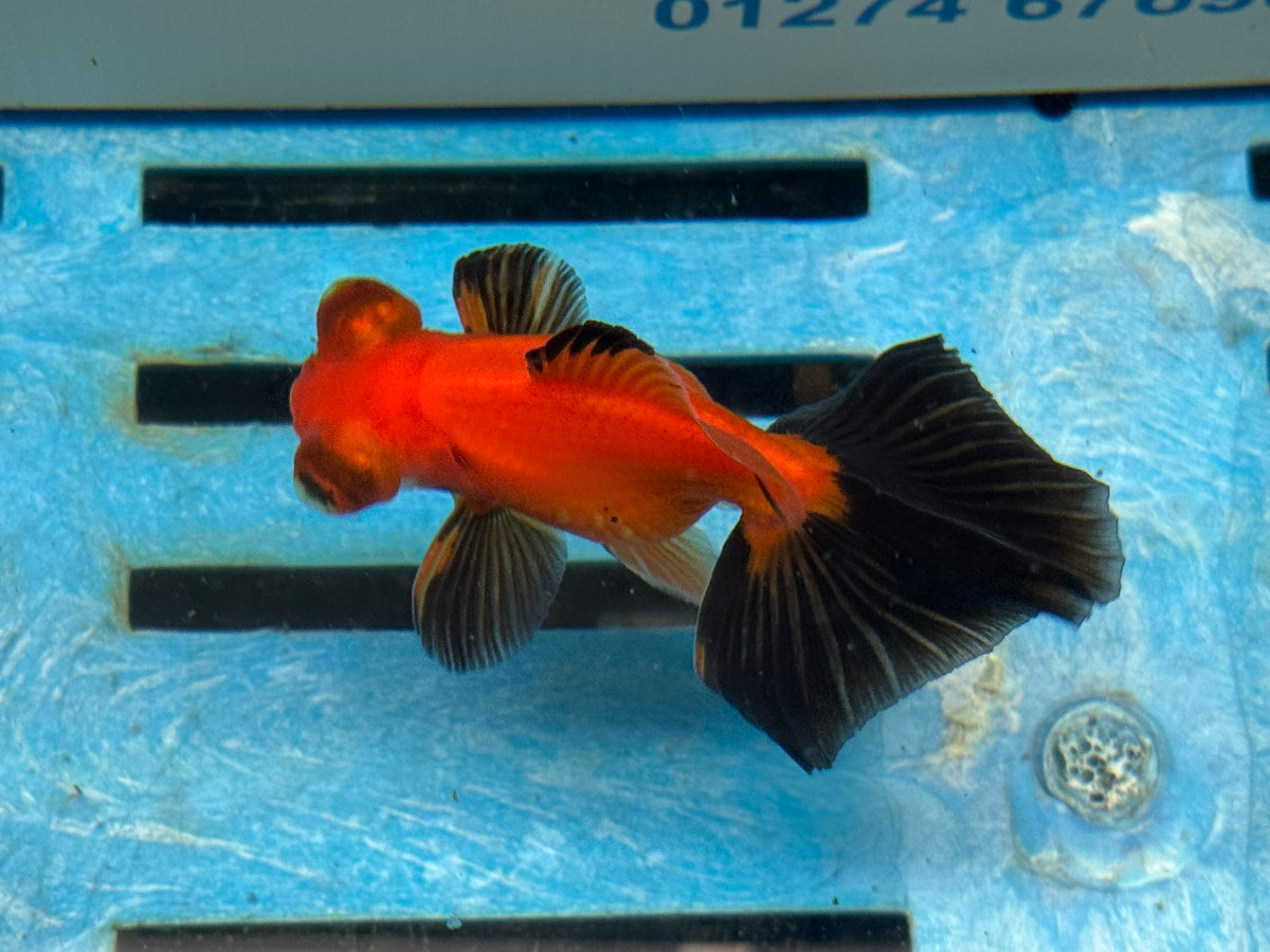 Red/Black Butterfly Moor 9cm Chinese Fancy Goldfish #3 Fish In The Photo