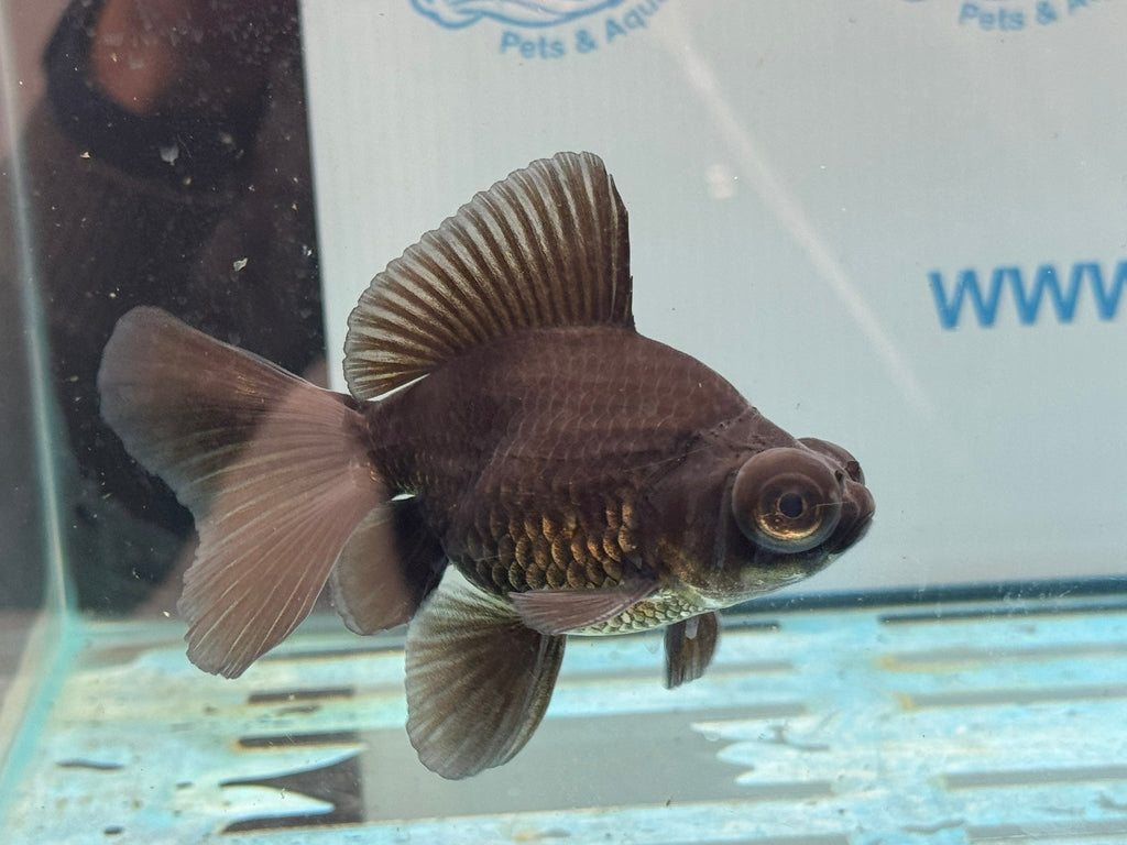 Butterfly Moor Black 9cm Chinese Fancy Goldfish