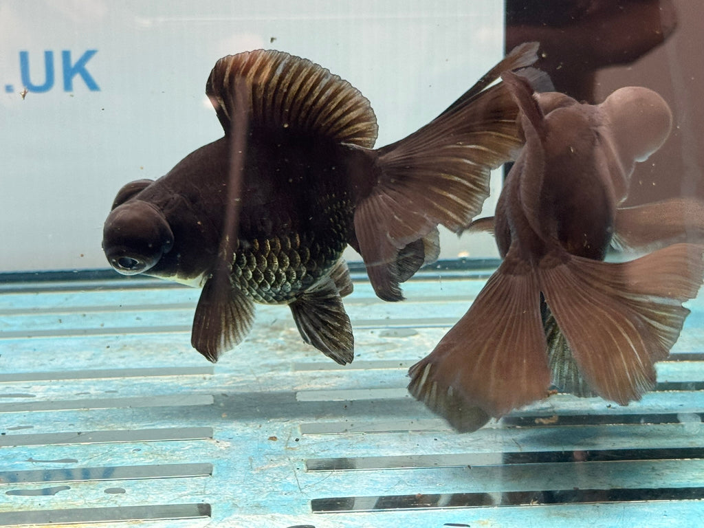 Butterfly Moor Black 9cm Chinese Fancy Goldfish