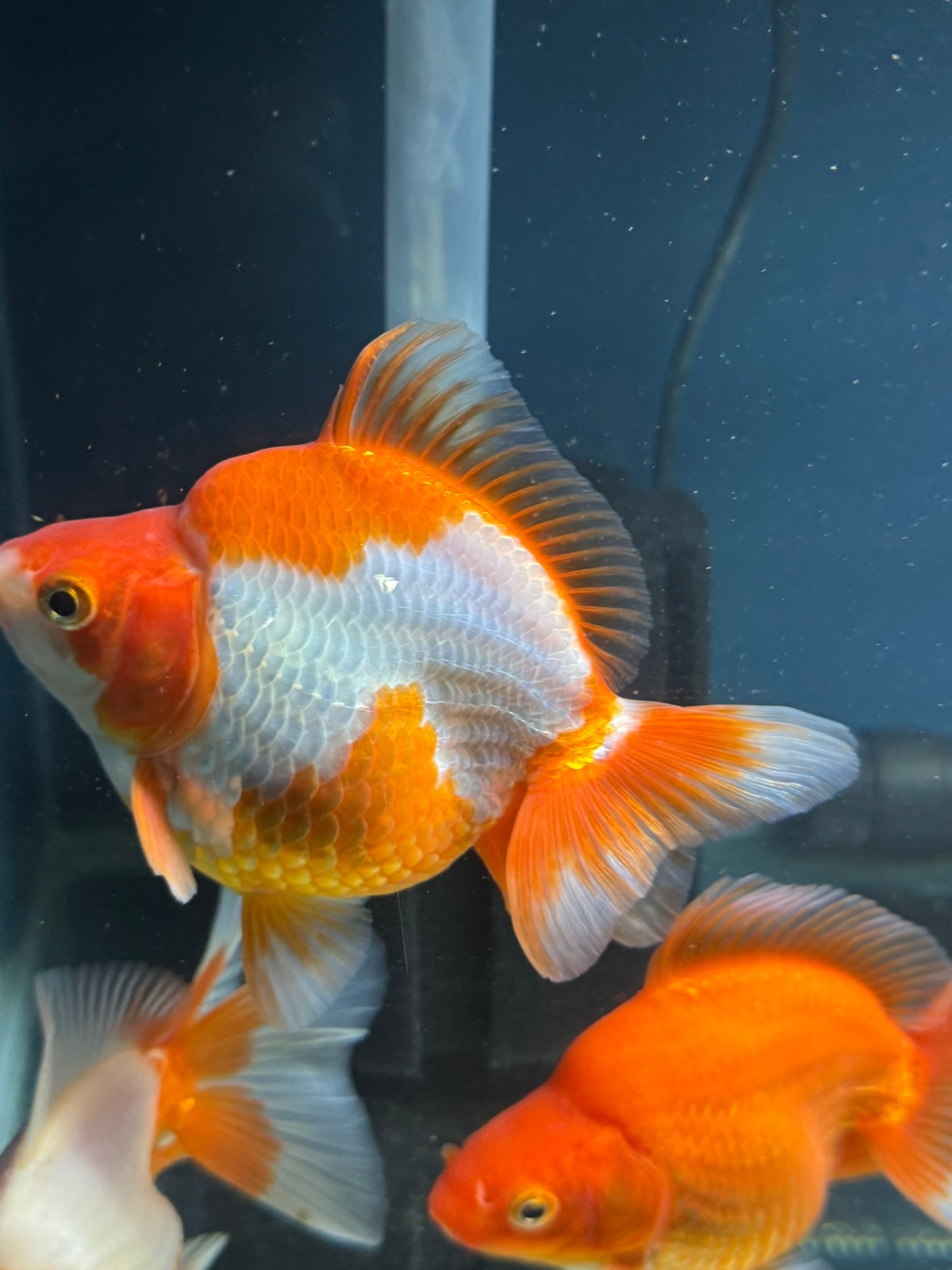 Short Tail Ryukin 13-14cm Chinese Fancy Goldfish (fish in photo)