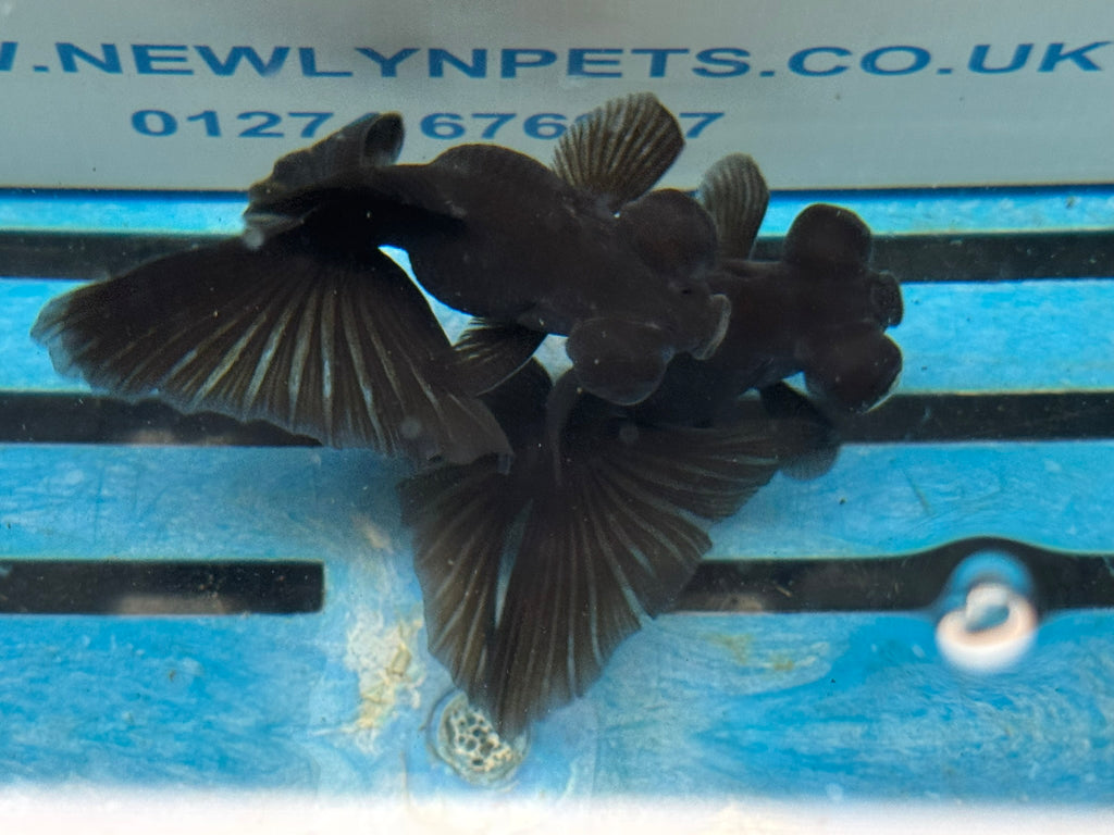 Butterfly Moor Black 9cm Chinese Fancy Goldfish
