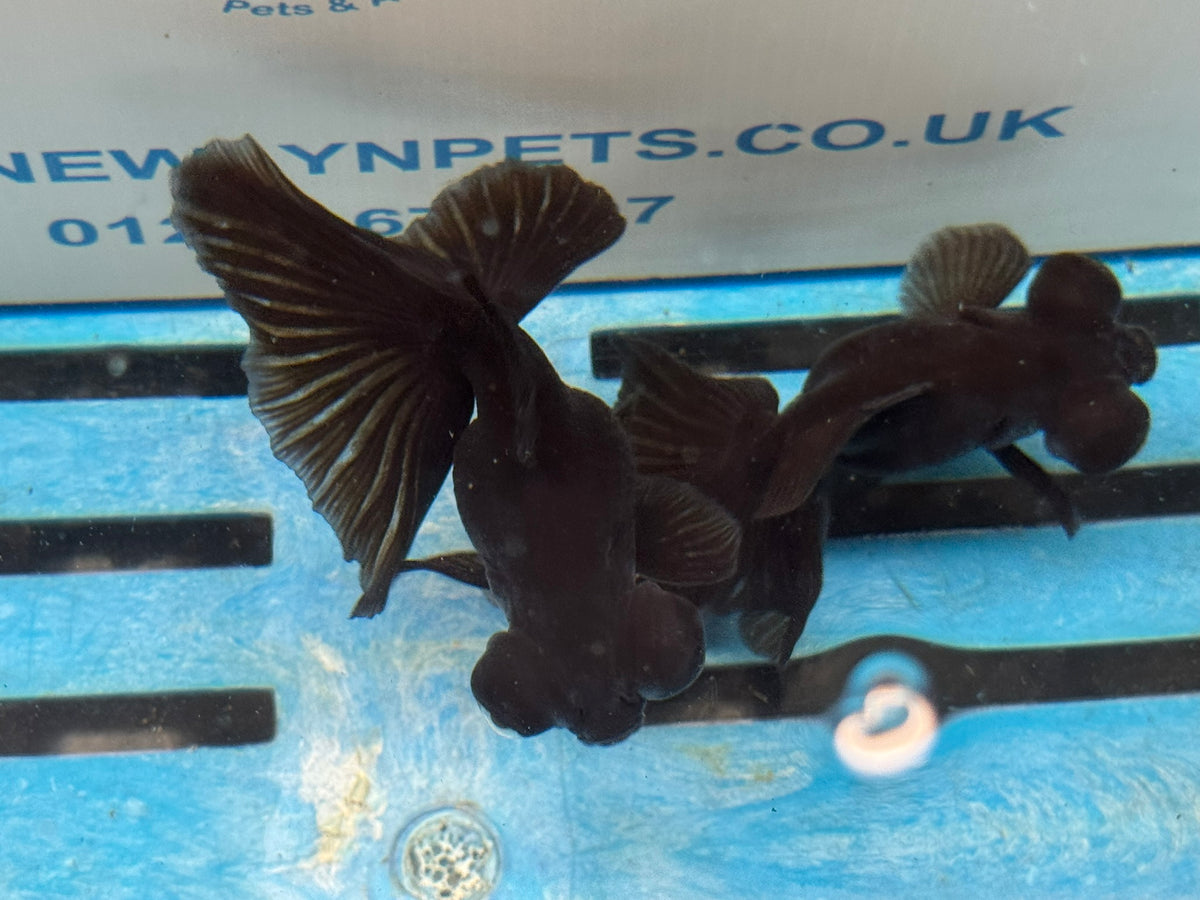 Butterfly Moor Black 9cm Chinese Fancy Goldfish
