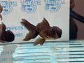 Black Oranda 8-9cm Chinese Fancy Goldfish