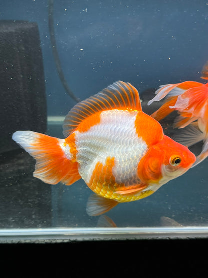 Short Tail Ryukin 13-14cm Chinese Fancy Goldfish (fish in photo)