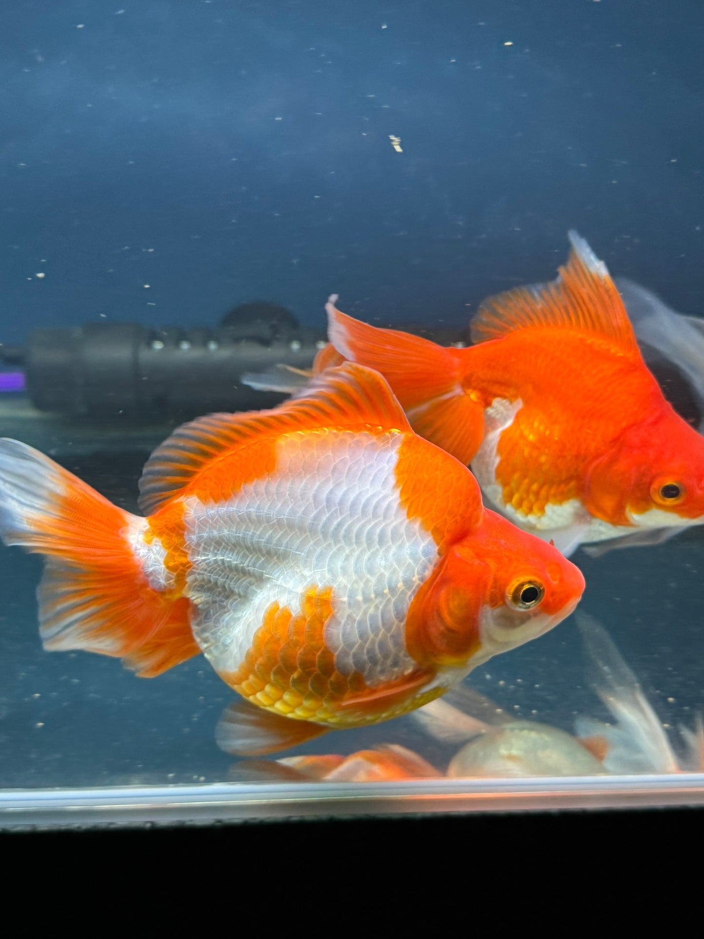 Short Tail Ryukin 13-14cm Chinese Fancy Goldfish (fish in photo)