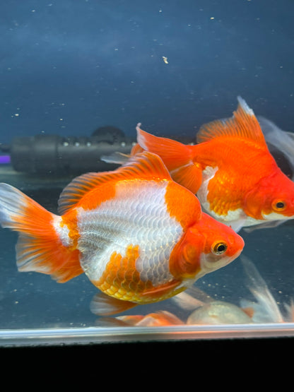 Short Tail Ryukin 13-14cm Chinese Fancy Goldfish (fish in photo)