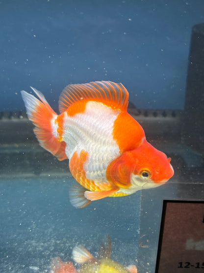 Short Tail Ryukin 13-14cm Chinese Fancy Goldfish (fish in photo)