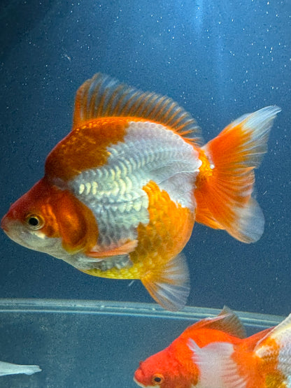 Short Tail Ryukin 13-14cm Chinese Fancy Goldfish (fish in photo)