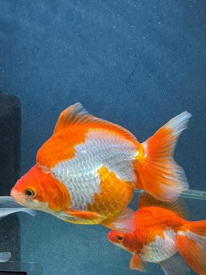 Short Tail Ryukin 13-14cm Chinese Fancy Goldfish (fish in photo)