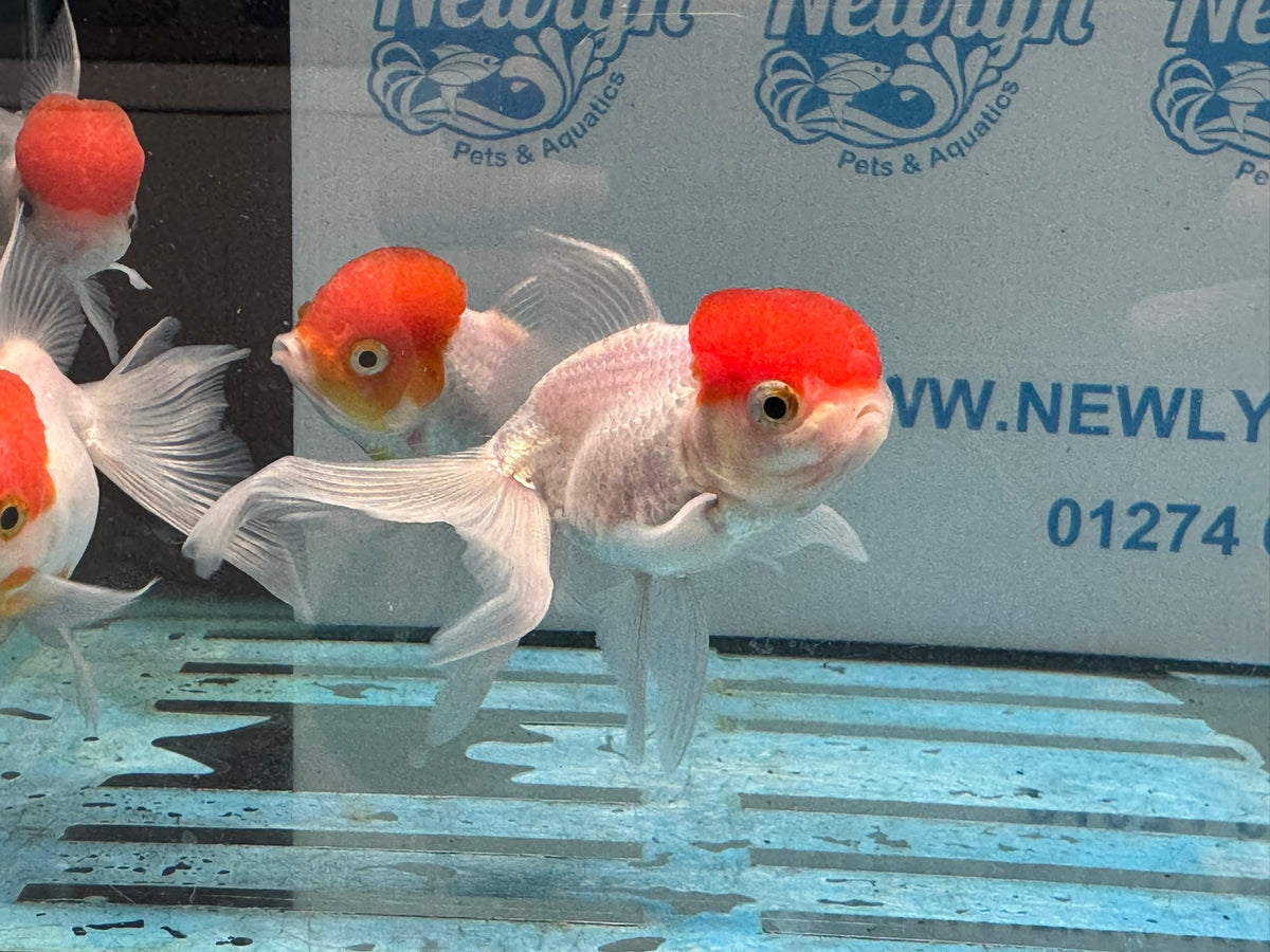 Red Cap Oranda 8-9cm Chinese Fancy Goldfish