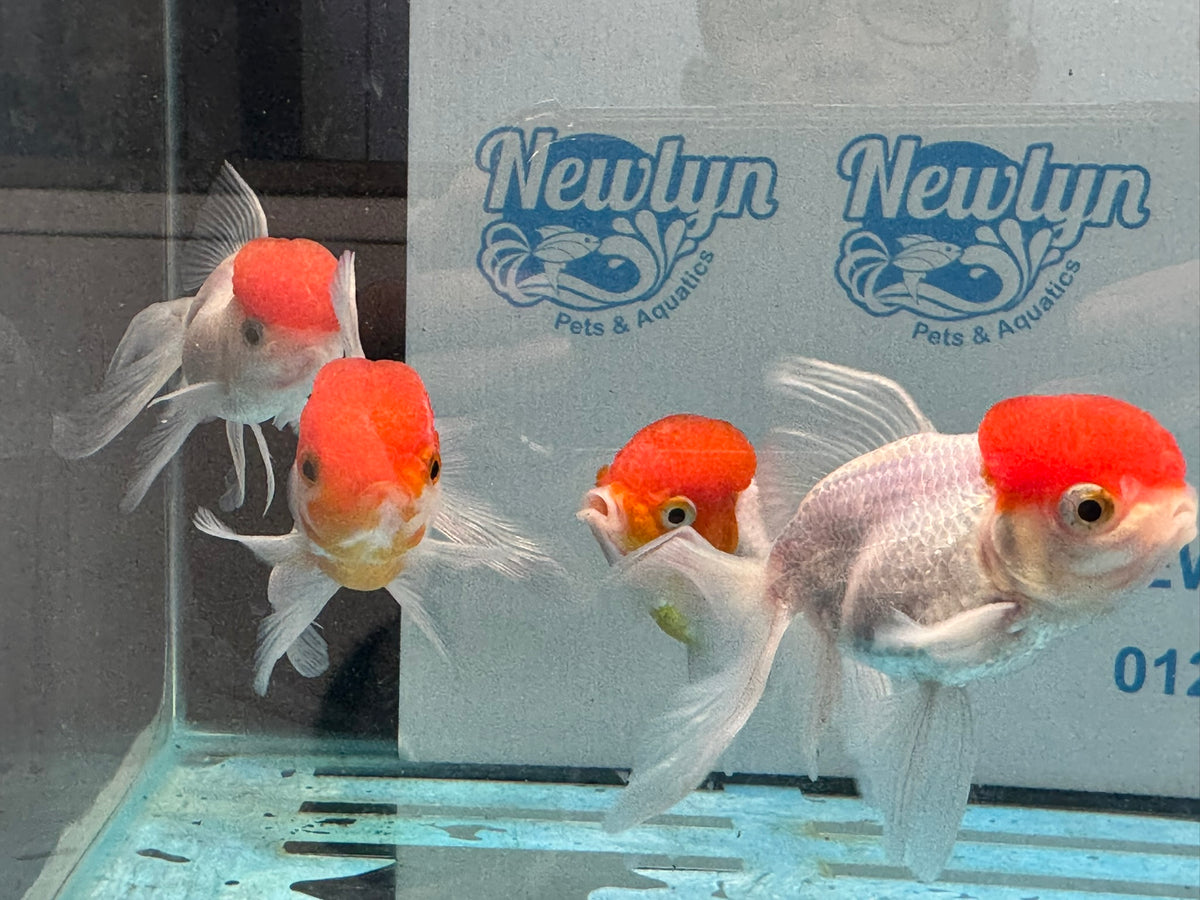 Red Cap Oranda 8-9cm Chinese Fancy Goldfish