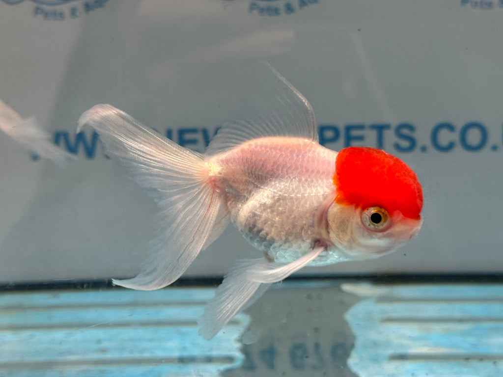 Red Cap Oranda 8-9cm Chinese Fancy Goldfish