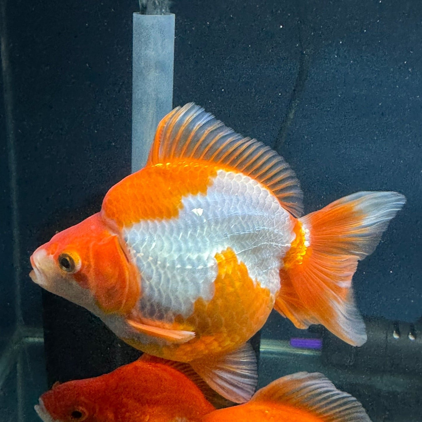 Short Tail Ryukin 13-14cm Chinese Fancy Goldfish (fish in photo)