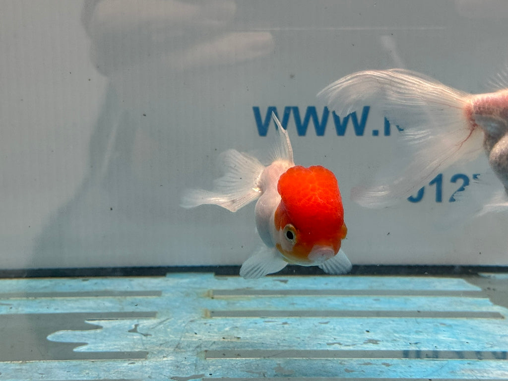 Red Cap Oranda 8-9cm Chinese Fancy Goldfish
