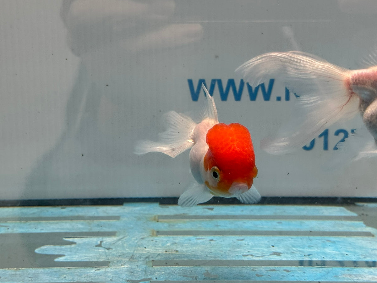 Red Cap Oranda 8-9cm Chinese Fancy Goldfish
