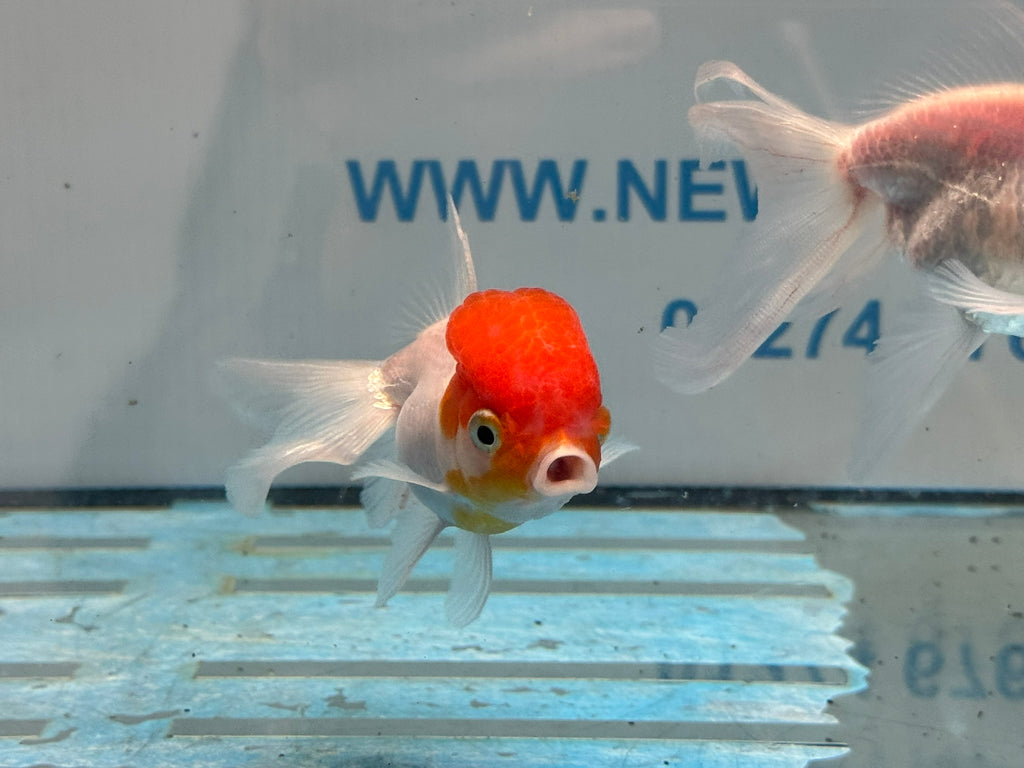 Red Cap Oranda 8-9cm Chinese Fancy Goldfish