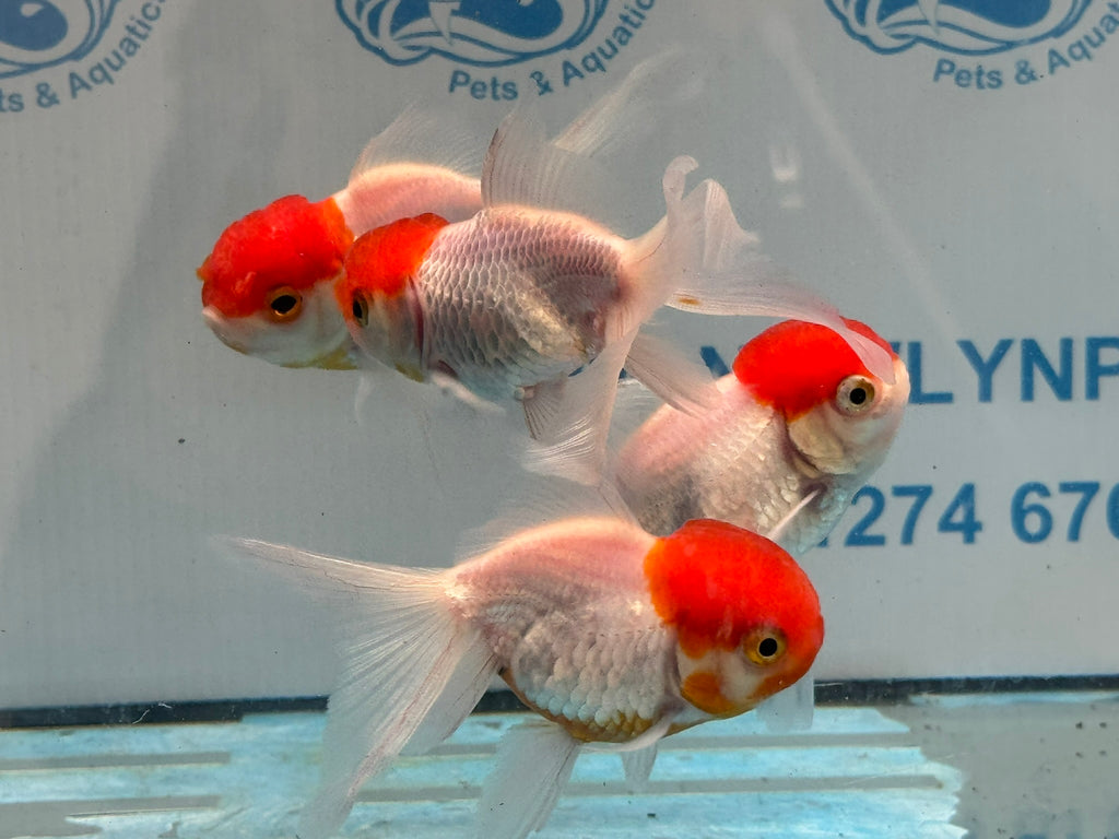 Red Cap Oranda 8-9cm Chinese Fancy Goldfish