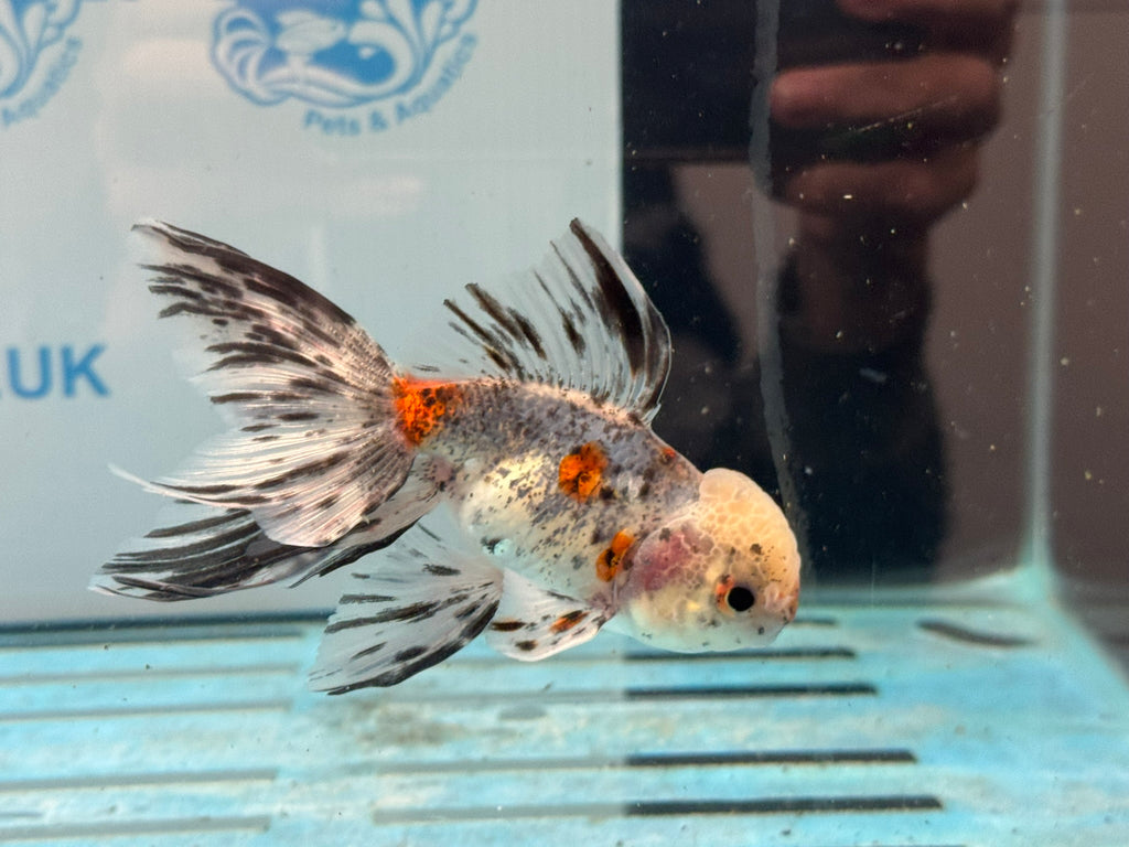 Calico Oranda 8-9cm Chinese Fancy Goldfish