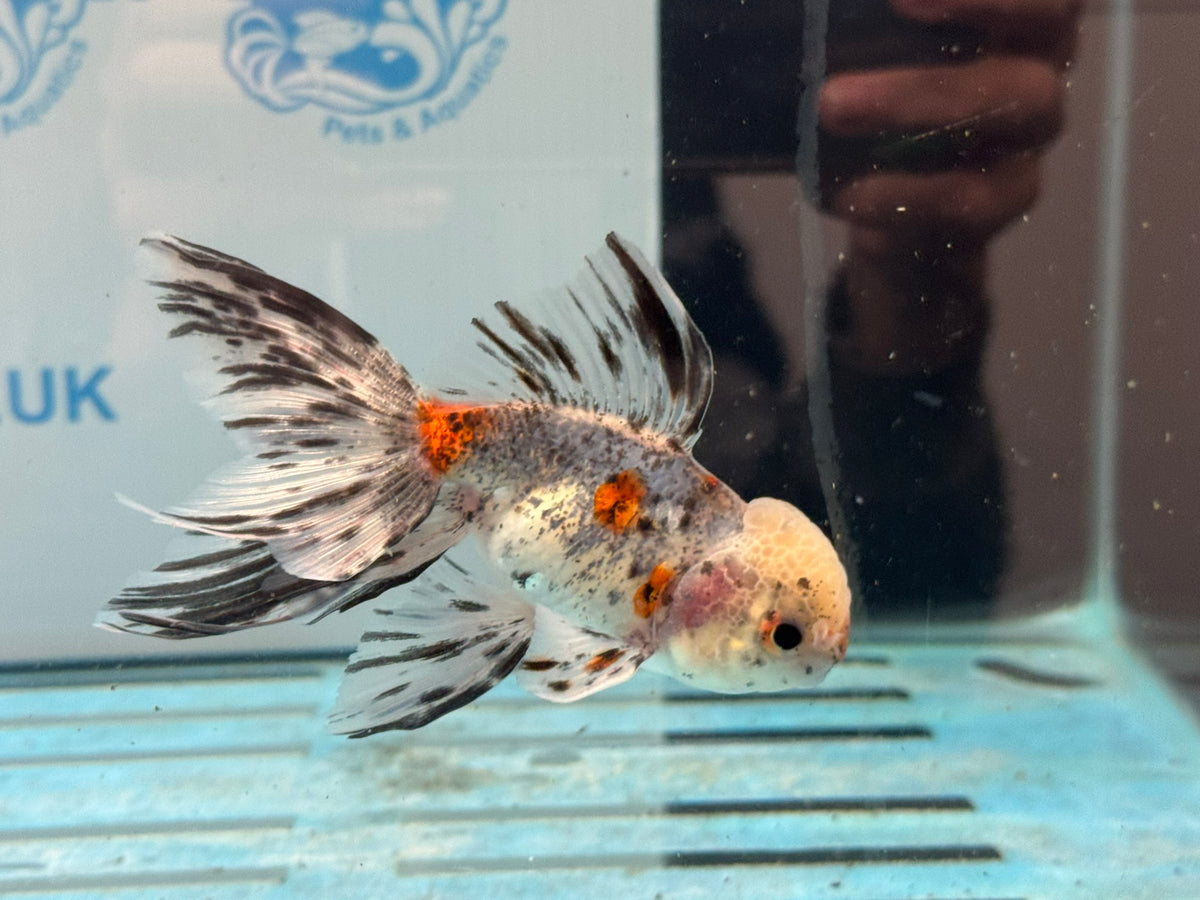 Calico Oranda 8-9cm Chinese Fancy Goldfish