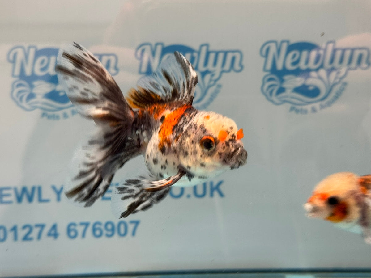 Calico Oranda 8-9cm Chinese Fancy Goldfish