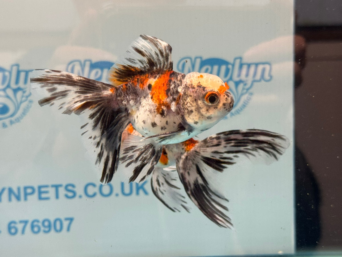Calico Oranda 8-9cm Chinese Fancy Goldfish