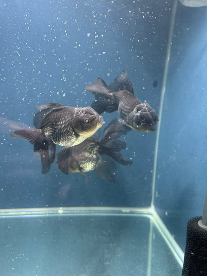 Blue Oranda Fancy Goldfish 10-11cm (Picked at Random) (BF12A)