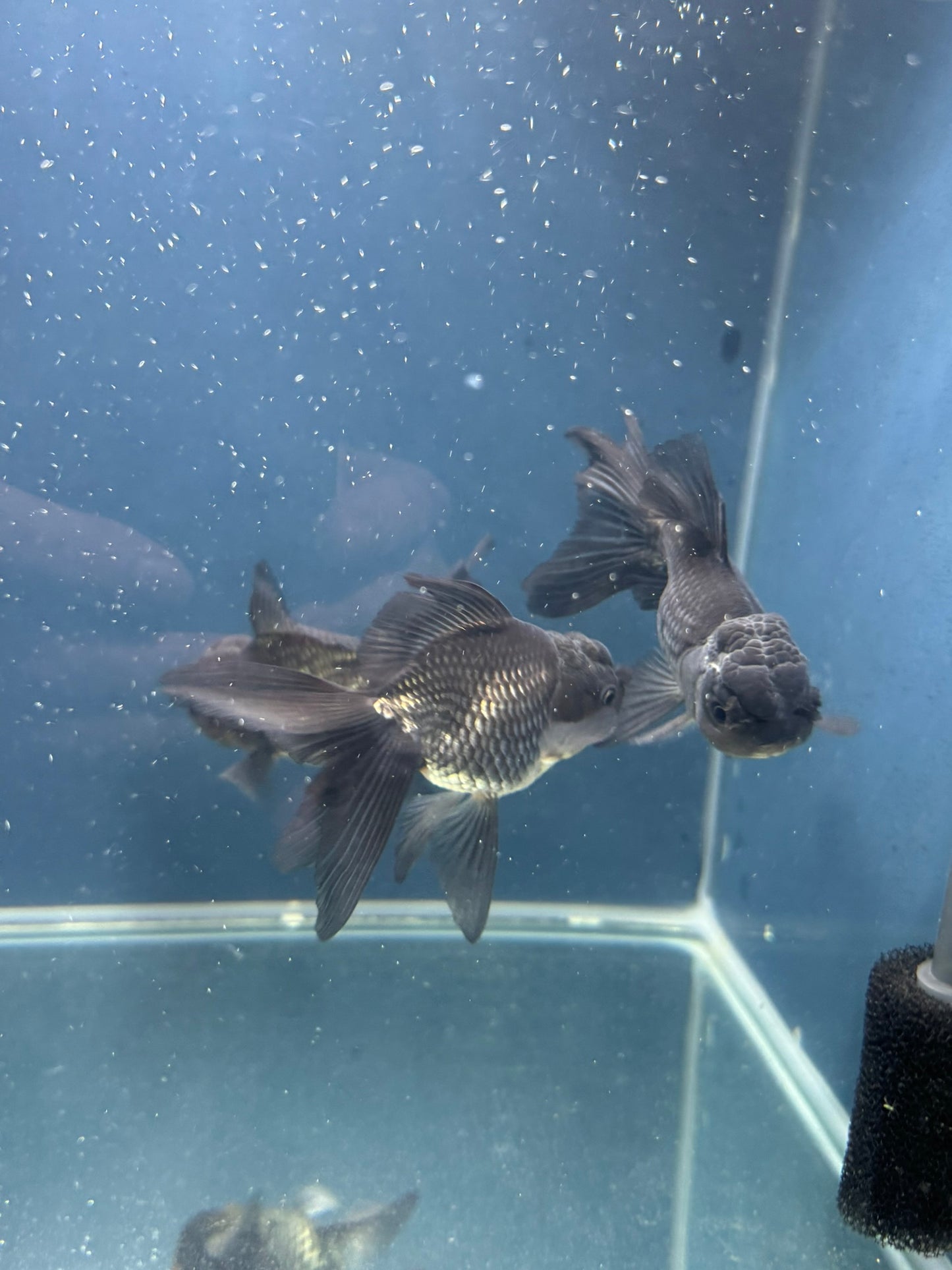 Blue Oranda Fancy Goldfish 10-11cm (Picked at Random) (BF12A)