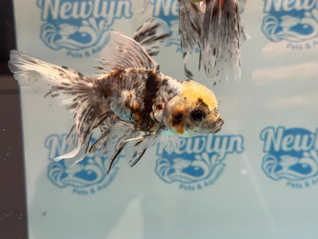 Calico Oranda 8-9cm Chinese Fancy Goldfish