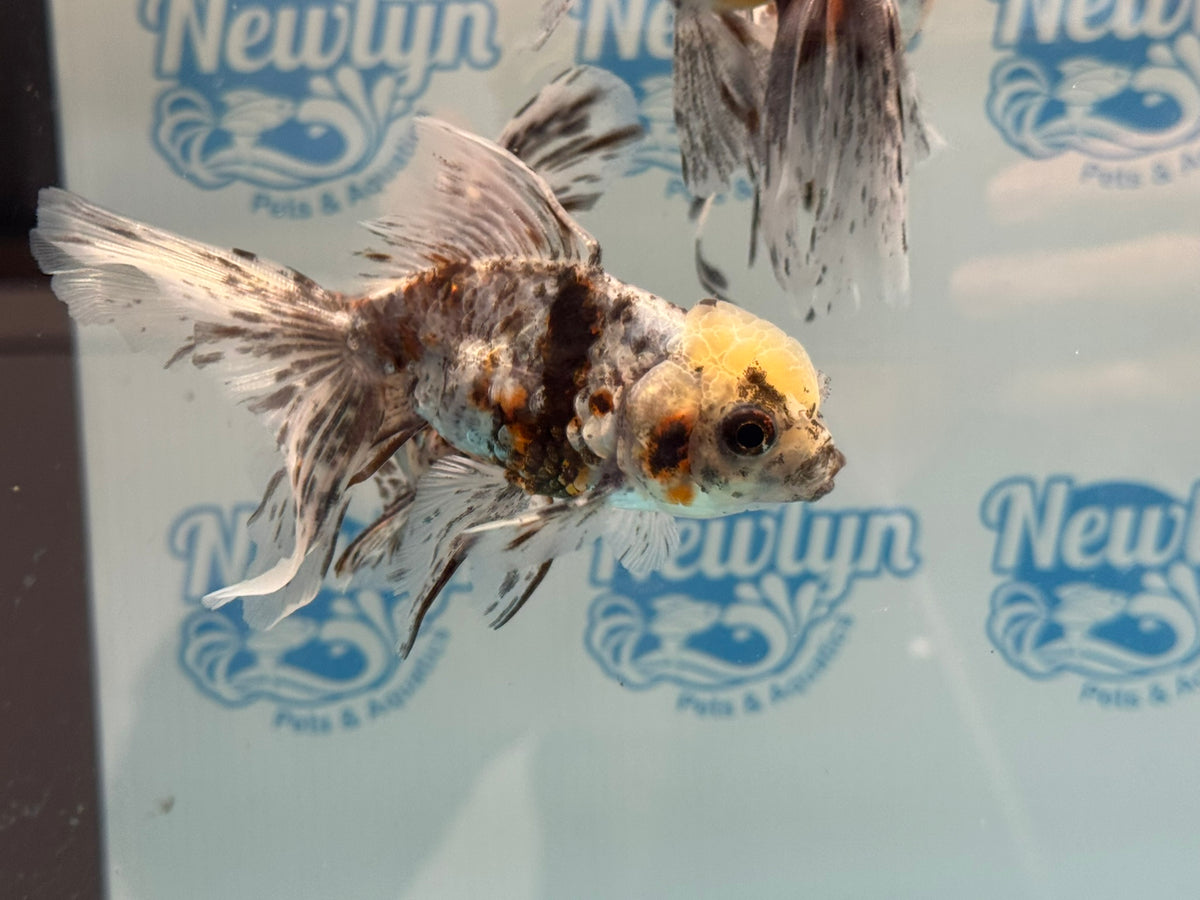 Calico Oranda 8-9cm Chinese Fancy Goldfish