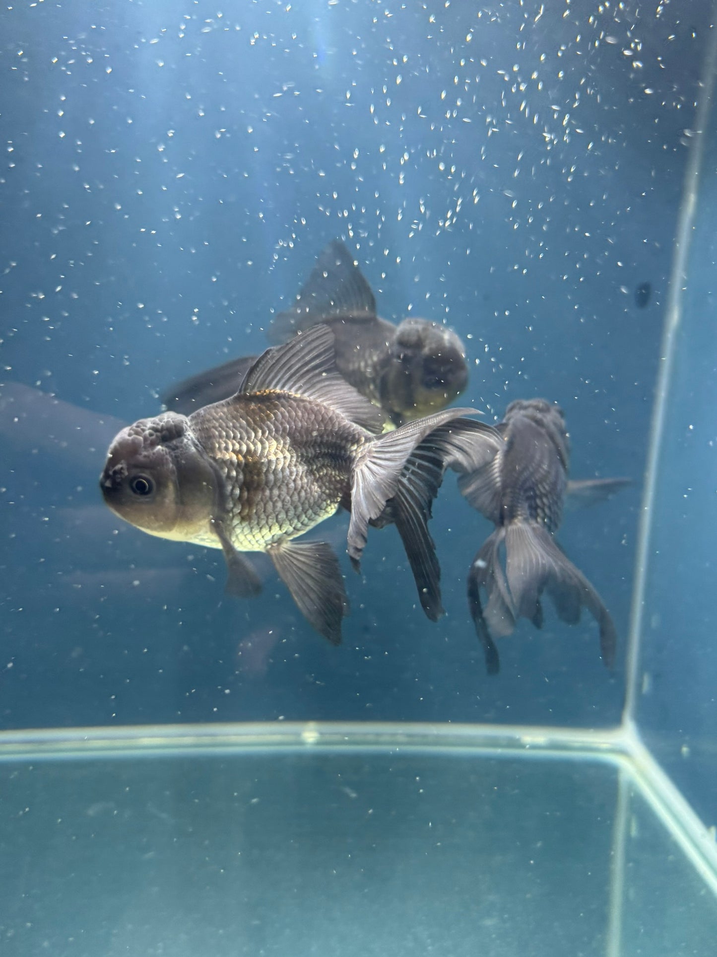 Blue Oranda Fancy Goldfish 10-11cm (Picked at Random) (BF12A)