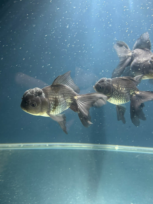 Blue Oranda Fancy Goldfish 10-11cm (Picked at Random) (BF12A)