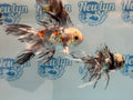 Calico Oranda 8-9cm Chinese Fancy Goldfish