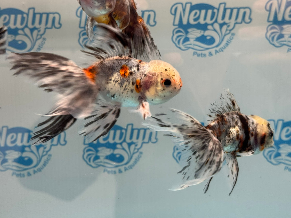 Calico Oranda 8-9cm Chinese Fancy Goldfish