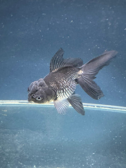 Blue Oranda Fancy Goldfish 10-11cm (Picked at Random) (BF12A)