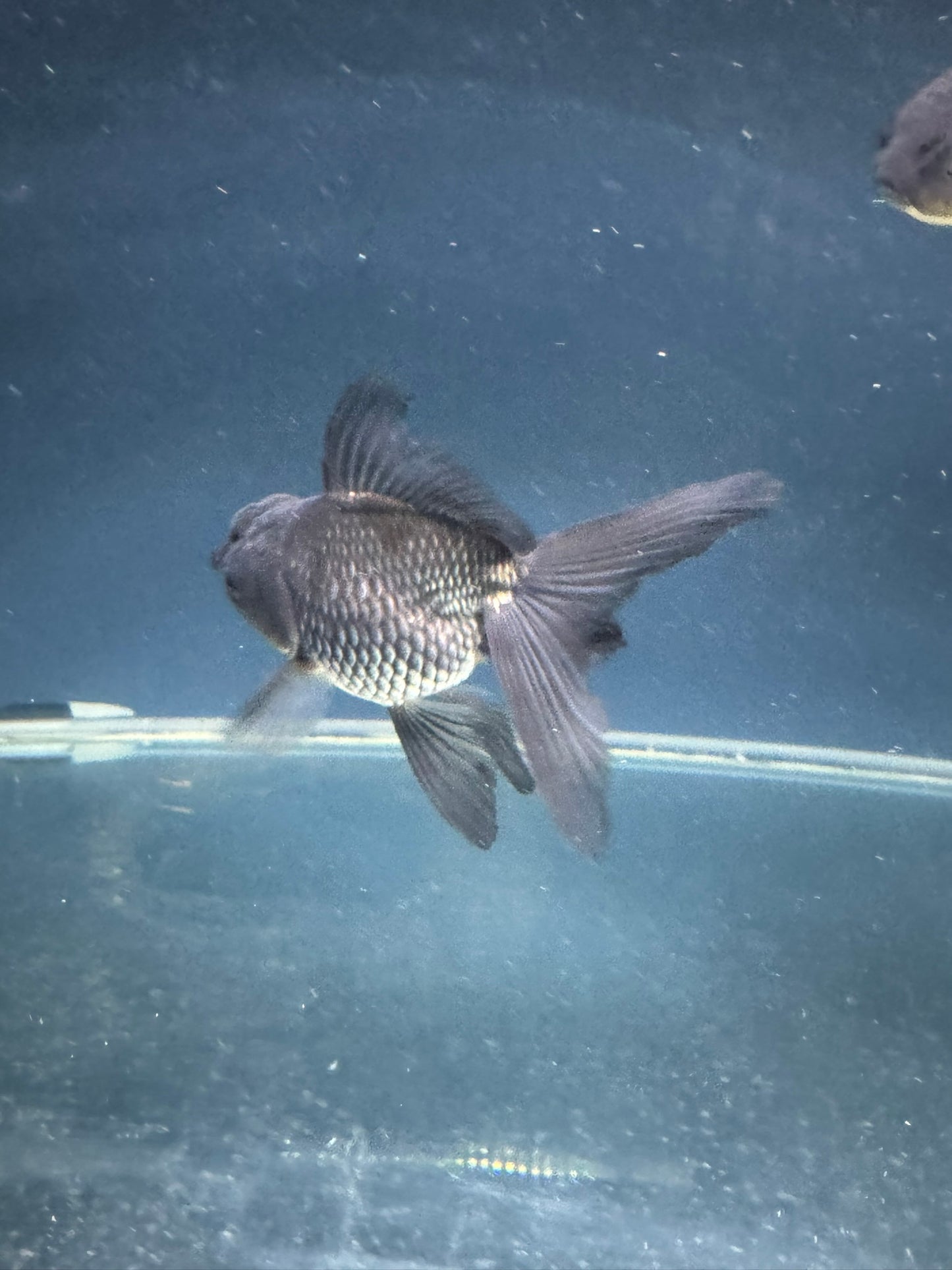 Blue Oranda Fancy Goldfish 10-11cm (Picked at Random) (BF12A)