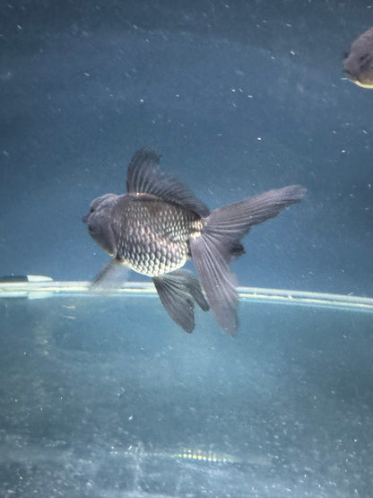 Blue Oranda Fancy Goldfish 10-11cm (Picked at Random) (BF12A)