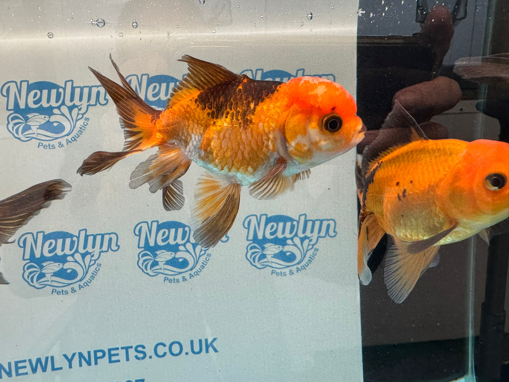 Red/Black Oranda 8-10cm Chinese Fancy Goldfish