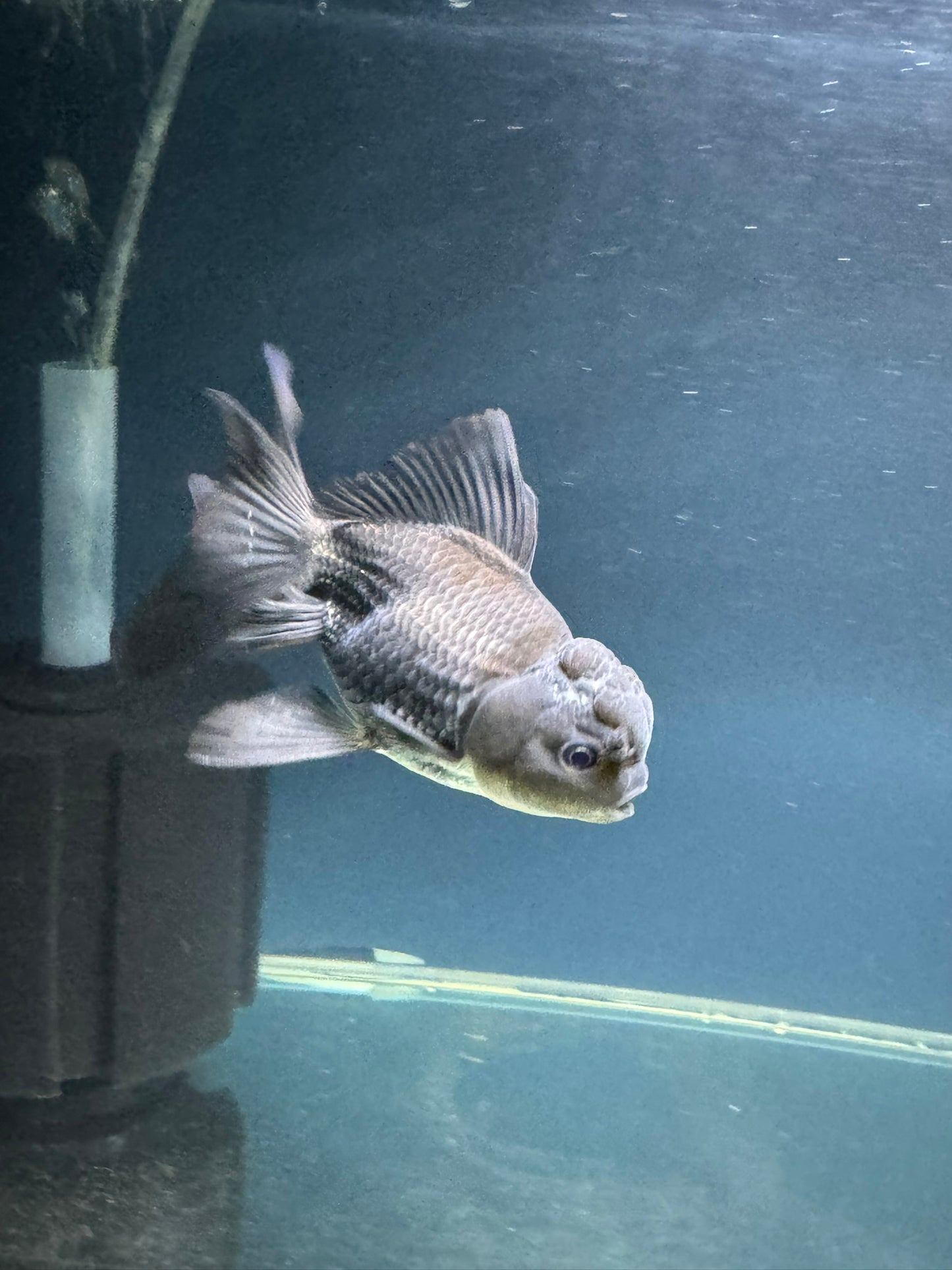 Blue Oranda Fancy Goldfish 10-11cm (Picked at Random) (BF12A)