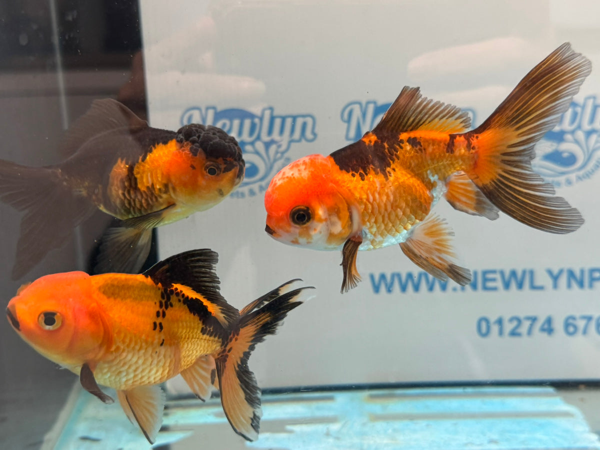 Red/Black Oranda 8-10cm Chinese Fancy Goldfish